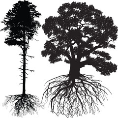 two trees with roots isolated on white background