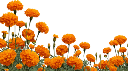 Marigold magic: A burst of orange blooms against white.