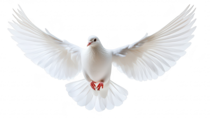 A majestic white dove in mid-flight. wings elegantly spread. symbolizing peace and freedom. against a clean white background. ideal for use in themes of hope and tranquility