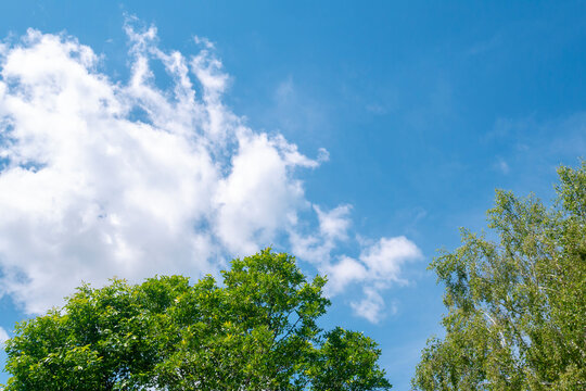Tree and blue sky. Green treetops against the sky and white clouds. View from below. - Powered by Adobe