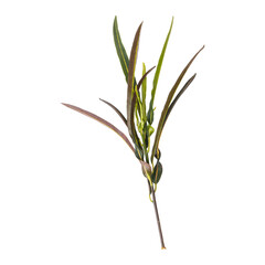Codiaeum variegatum leaves branch isolated on transparent background