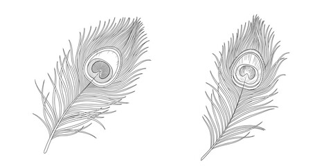 Obraz premium Peacock feather closeup isolated on transparent background 