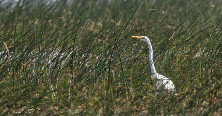 white heron between green grass