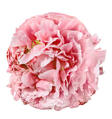isolated light red dense peony bloom