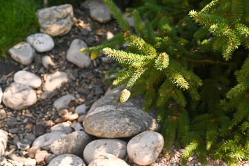 Smooth garden stones near evergreen branch create rustic ground texture with natural detail and green foliage. Pebbles with evergreen spruce create natural stone pattern and fresh garden style.
