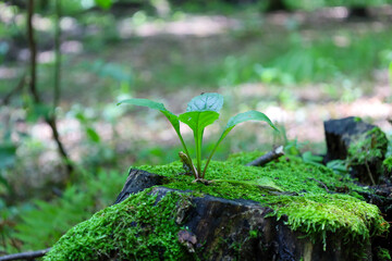 A young sprout grows on an old tree stump, symbolizing the rebirth of life in the forest. The vibrant green leaves and moss-covered stump create a contrast, highlighting the power of nature.