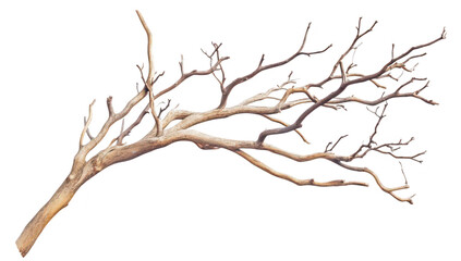 Fototapeta premium A detailed view of a dry. twisted tree branch with intricate. bare twigs extending outwards. set against a plain white background. suitable for nature-themed design projects or educational materials