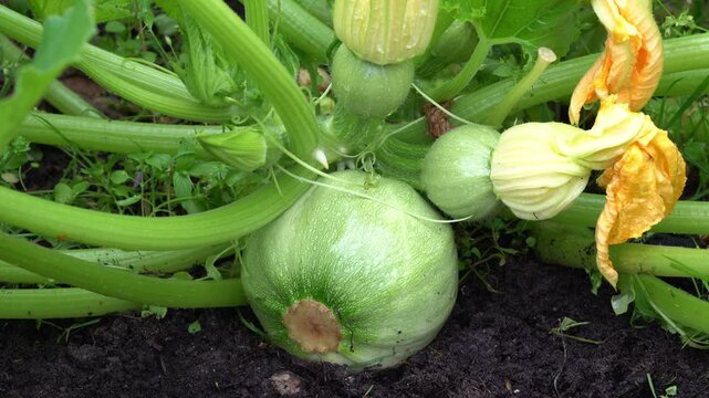 Round squash grow in the garden