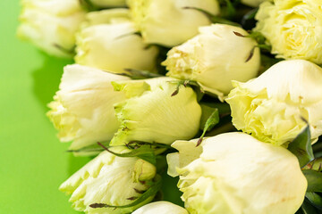 Colorful Matthiola Flowers on Green Background