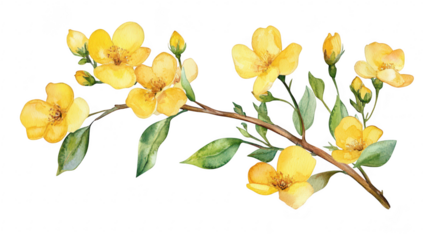 A watercolor illustration of delicate yellow flowers blooming on a slender branch. set against a clean white background. perfect for nature-themed designs and springtime decor