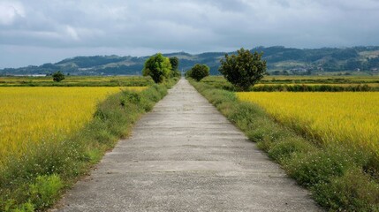 Rural road through golden rice fields