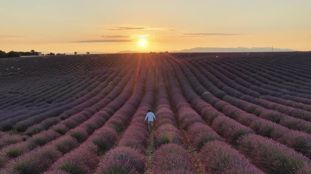 Young man walking through a lavender field towards the sunset in provence