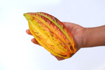 Hand holding a cocoa fruit on white background.