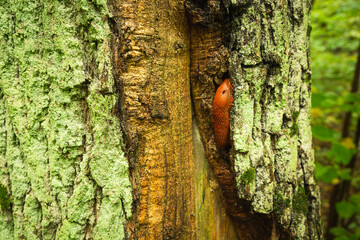A brown snail without a shell on a tree trunk