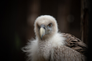 Fototapeta premium Himalayan Griffon Vulture Portrait – Close-up of Majestic Raptor Bird, Rosenburg Castle, Austria