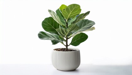 Ficus Lyrata Bambino Dwarf Fiddle Leaf Fig In Modern Pot Isolated On White Background