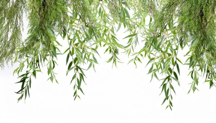 Naklejka premium Simple Green Weeping Willow Branches