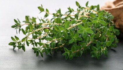 Medicinal Plant Thyme