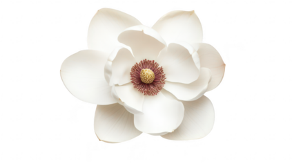 A stunning close-up of a pristine white lotus flower with delicate petals and a central seed pod. set against a clean white background. perfect for nature-themed projects or calming designs