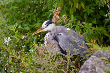 Close-up of a grey heron in wetland while searching for prey	
