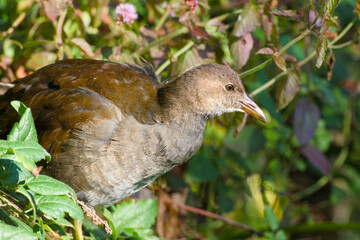 Close-up of a young common moorhen (Gallinula chloropus)