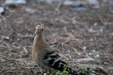 Eurasian Hoopoe or Common hoopoe (Upupa epops). Hoopoe (Upupa epops) on the beach