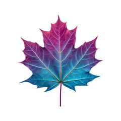 Fototapeta premium Close up of a colorful maple leaf with pink and blue hues.