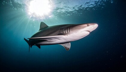 Fototapeta premium Frilled Shark Swimming Through Midwater with Rim Lighting