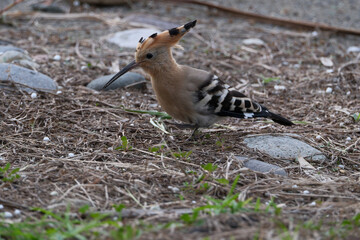 Eurasian Hoopoe or Common hoopoe (Upupa epops). Hoopoe (Upupa epops) on the beach
