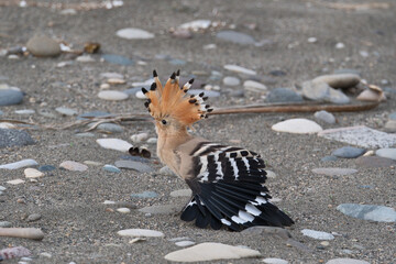 Eurasian Hoopoe or Common hoopoe (Upupa epops). Hoopoe (Upupa epops) on the beach © Maksim Mikhailov