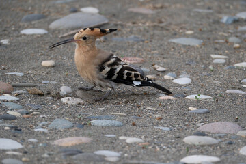 Eurasian Hoopoe or Common hoopoe (Upupa epops). Hoopoe (Upupa epops) on the beach © Maksim Mikhailov