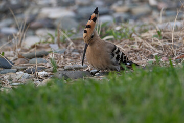 Eurasian Hoopoe or Common hoopoe (Upupa epops). Hoopoe (Upupa epops) on the beach © Maksim Mikhailov