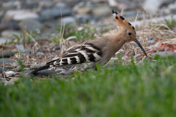 Eurasian Hoopoe or Common hoopoe (Upupa epops). Hoopoe (Upupa epops) on the beach © Maksim Mikhailov