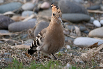 Eurasian Hoopoe or Common hoopoe (Upupa epops). Hoopoe (Upupa epops) on the beach © Maksim Mikhailov