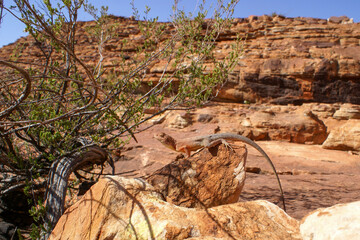 Lizard sunbathing on a red rock, Slater's Ring-tailed Dragon (Ctenophorus slateri), Northern Territory, Red Centre, Australia