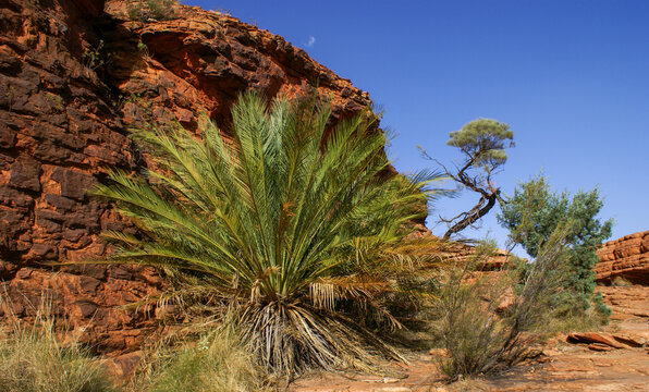MacDonnell Ranges Cycad (Macrozamia macdonnellii) beneath the red hills of Kings Canyon, Watarrka National Park, Australia