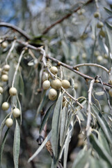 olive tree branch