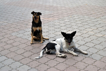 two stray dogs on the street