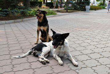 stray dogs on the street