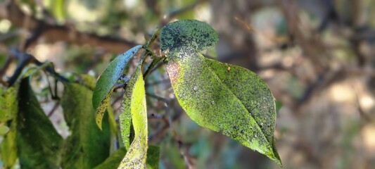 Citrus Leaves with Sooty Mold and Pest Damage in Close-Up