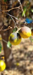 Diseased Oranges with Sooty Mold on Citrus Tree Branch