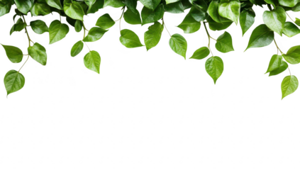 Lush green leaves gracefully draping down from the top edge of a clean white background. creating a serene and fresh atmosphere. ideal for nature-themed designs or wellness promotions