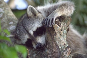 raccoon on a tree sleeping