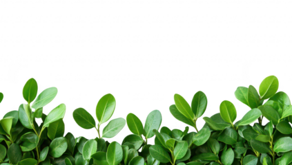 A arrangement of lush green leaves along the bottom edge of a clean. white background. creating a fresh and natural aesthetic suitable for backgrounds or nature-themed projects