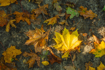 Fallen maple and oak leaves lie on the ground, illuminated by the sun.