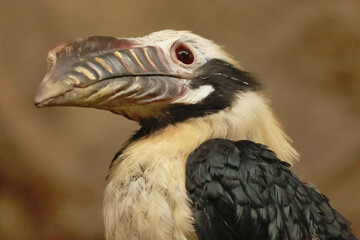 Visayan hornbill male  © Klimczak-Krajewska