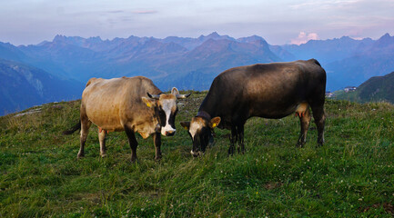 Kühe auf der Alpe im Abendlicht; Montafon; Vorarlberg; Österreich;