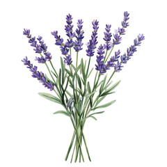 Obraz premium A bouquet of lavender flowers arranged beautifully. their purple hues and green foliage. set against a clean white background. perfect for use in floral designs or natural themes