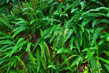 Rippenfarn; Gewöhnlicher Rippenfarn; Struthiopteris spicant; Blechnum spicant; Europa-Rippenfarn;  hard fern; deer fern