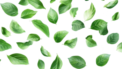 A collection of green leaves scattered gracefully against a clean white background. symbolizing natures beauty and freshness. ideal for use in eco-friendly designs or botanical themes